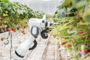 Conoce a BERRY, el robot que se ha colado en los invernaderos de fresas