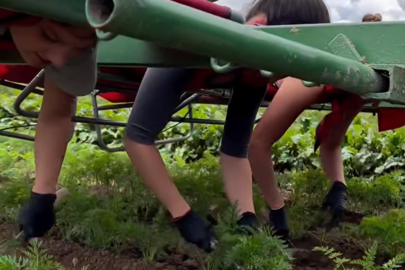 Desbrozar sin dolor: el invento de un agricultor alemán para trabajar tumbado