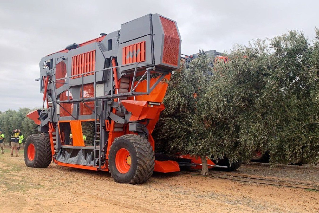 Máquinas increíbles para cítricos y olivos: Optimus y Colossus