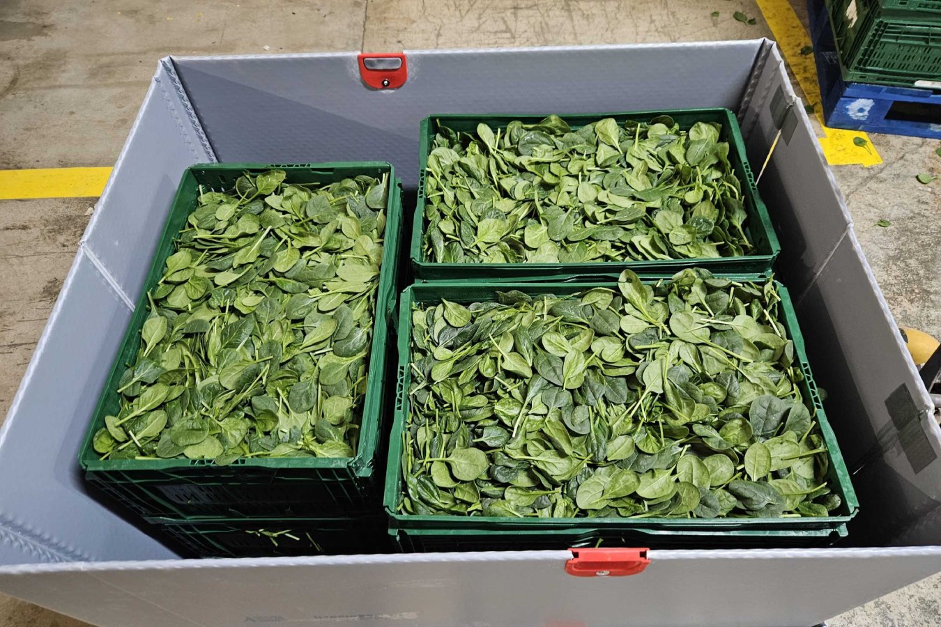 Murcia prueba un nuevo sistema de transporte para reducir el desperdicio de frutas y hortalizas
