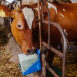 Bloques minerales para ganado: nutrición, protección y bienestar en un solo producto