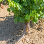 Transforman restos de viñedo en una “vacuna natural” para el suelo