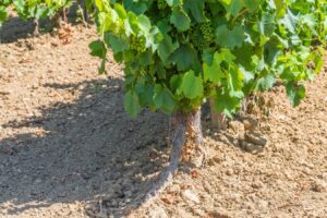 Transforman restos de viñedo en una “vacuna natural” para el suelo