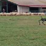 Construyen en España un perro-robot para ayudar con el pastoreo
