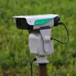 El secreto de muchos agricultores para ahuyentar a las aves: utilizar láser