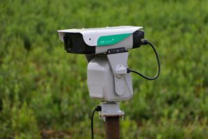 El secreto de muchos agricultores para ahuyentar a las aves: utilizar láser