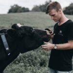 El collar inteligente que permite mover a las vacas sin cercas físicas