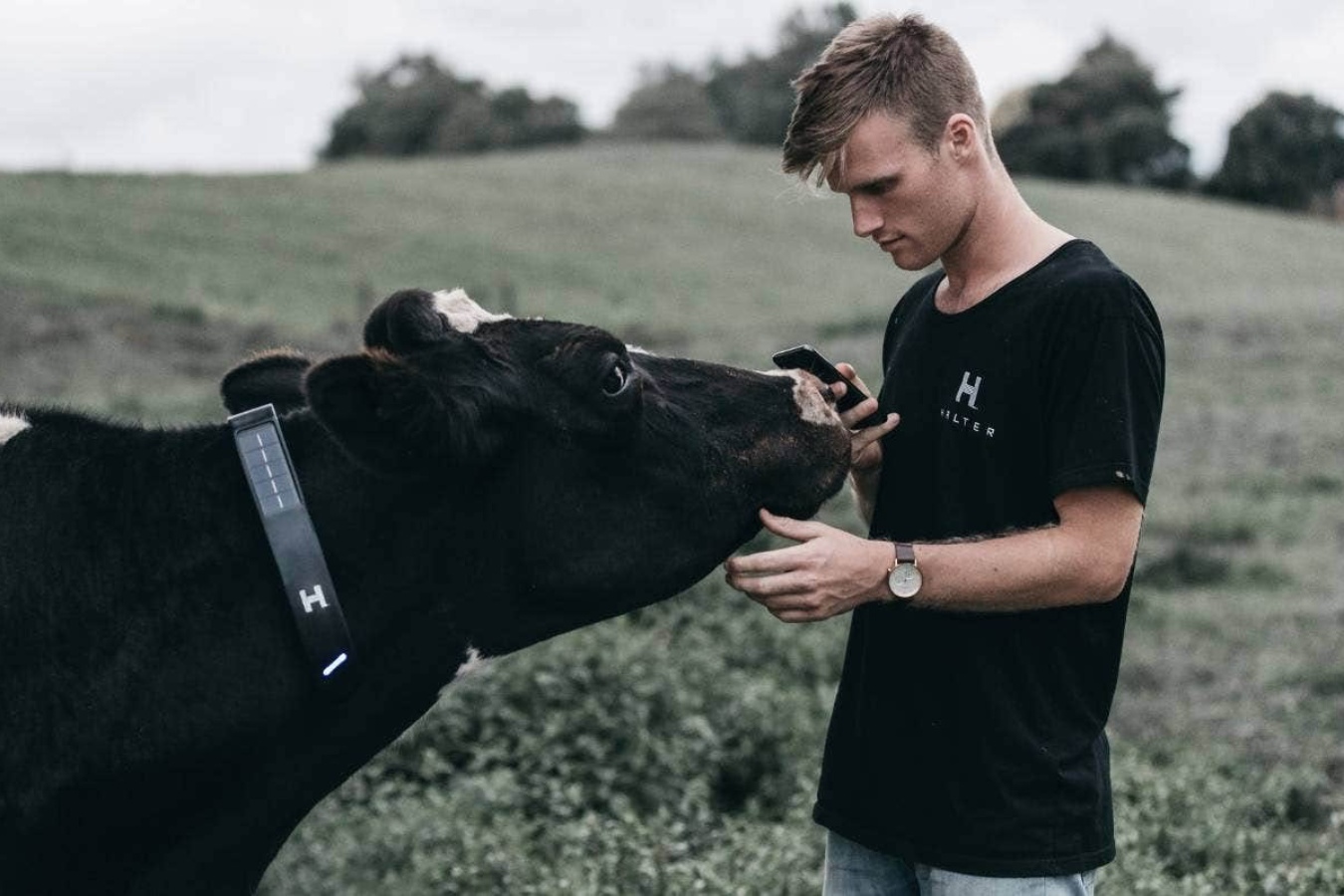 El collar inteligente que permite mover a las vacas sin cercas físicas