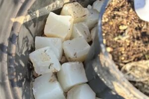 Agua sólida para regar menos: una solución biodegradable que retiene la humedad