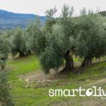 SmartOlivar: la IA que quiere predecir la cosecha de la aceituna