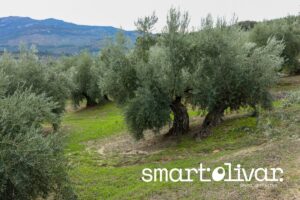 SmartOlivar: la IA que quiere predecir la cosecha de la aceituna