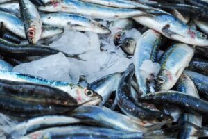 Del mar al campo: NEIKER prueba biofertilizantes hechos con residuos de la pesca para reducir la dependencia de abonos importados