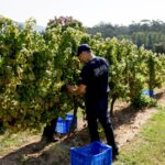Del bagazo al riego: así convierte una bodega gallega los residuos de la vendimia en bioestimulantes
