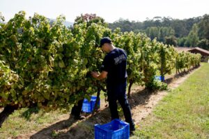 Del bagazo al riego: así convierte una bodega gallega los residuos de la vendimia en bioestimulantes