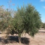 La verticilosis del olivo podría ganar terreno en Andalucía: el calor le abre nuevas puertas