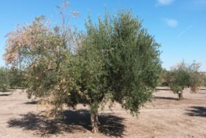 La verticilosis del olivo podría ganar terreno en Andalucía: el calor le abre nuevas puertas