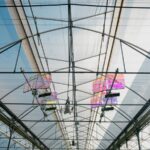 Paneles solares dentro del invernadero: así buscan generar electricidad sin restar luz a la lechuga