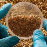 Trigo con menos gluten y resistente a la sequía: el objetivo de los científicos