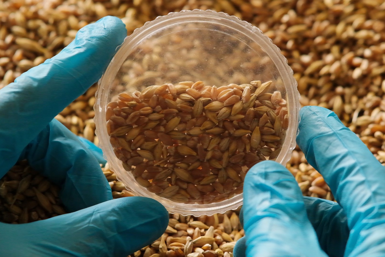 Trigo con menos gluten y resistente a la sequía: el objetivo de los científicos