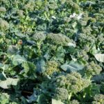 Un compuesto triplica la vitamina E en las hojas y abre la puerta a cultivos con mayor valor nutricional