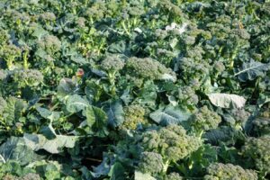 Un compuesto triplica la vitamina E en las hojas y abre la puerta a cultivos con mayor valor nutricional