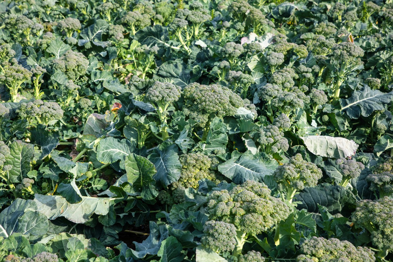 Un compuesto triplica la vitamina E en las hojas y abre la puerta a cultivos con mayor valor nutricional