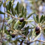 El olivo entra en el Banco Mundial de Semillas: el seguro de la agricultura