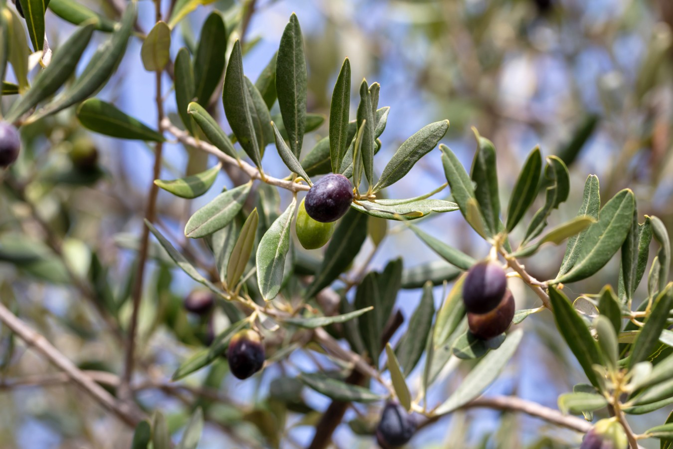 El olivo entra en el Banco Mundial de Semillas: el seguro de la agricultura