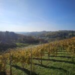 Un nuevo mapa del vino pone temperatura y suelo a cada viñedo