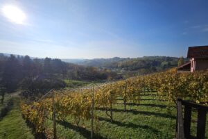 Un nuevo mapa del vino pone temperatura y suelo a cada viñedo